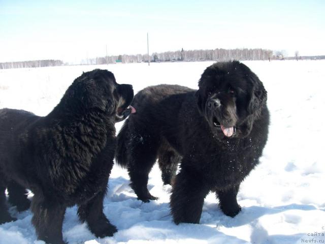 Фото: ньюфаундленд Карат из Медвежьего Яра (Karat iz Medvejyego Yara)