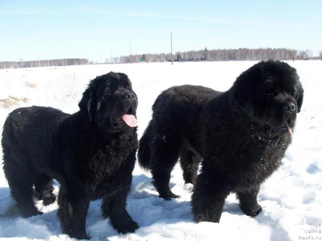 Фото: ньюфаундленд Карат из Медвежьего Яра (Karat iz Medvejyego Yara)