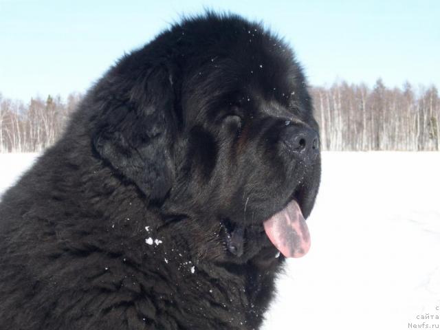 Фото: ньюфаундленд Карат из Медвежьего Яра (Karat iz Medvejyego Yara)