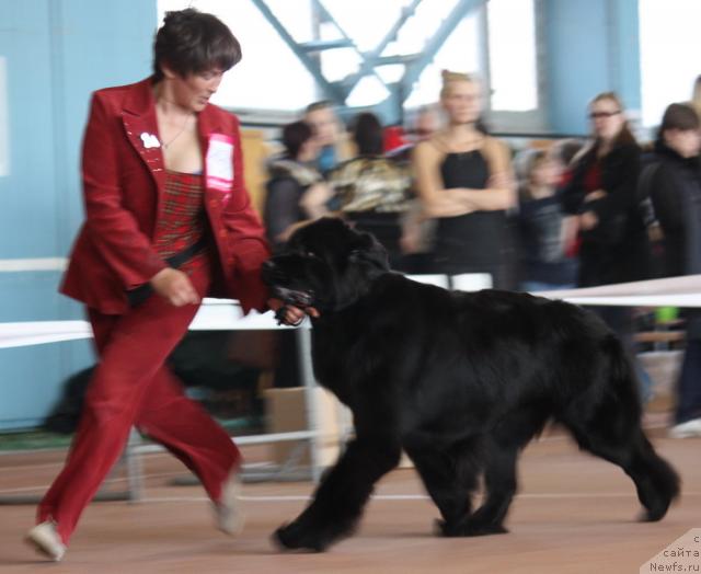 Фото: ньюфаундленд Супер Премиум Глюкоза (Super Premium Glukoza)