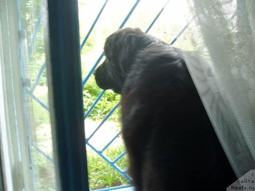 Фото: ньюфаундленд Бренда Кара Дениз