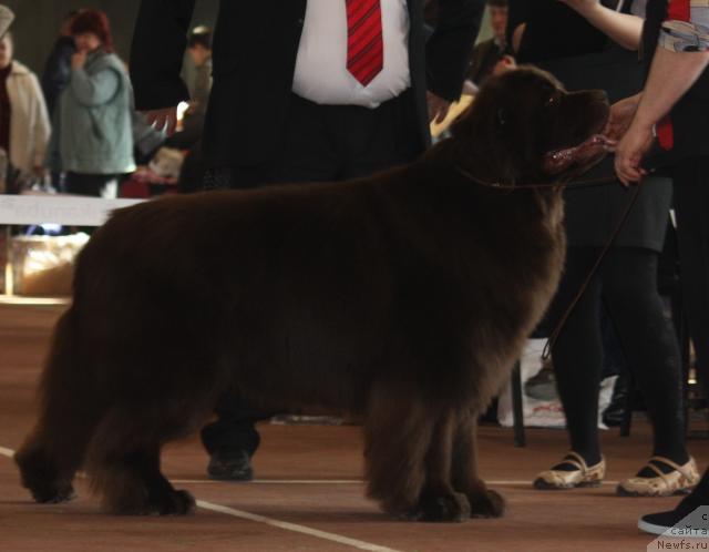 Фото: ньюфаундленд Супер Премиум Брабус