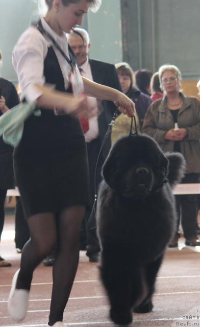 Фото: ньюфаундленд Rogvolod Vialiki Miadzvedz