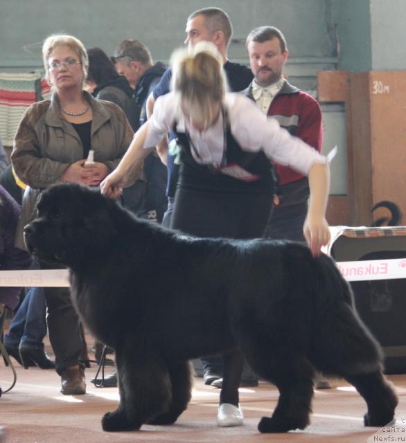 Фото: ньюфаундленд Rogvolod Vialiki Miadzvedz