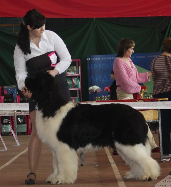 Фото: ньюфаундленд Chatkantarra Taro