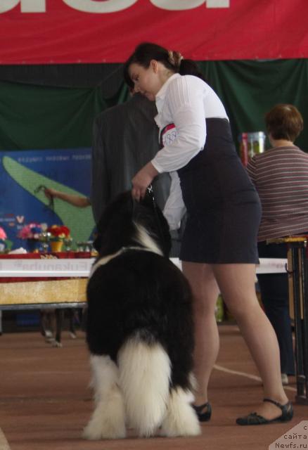 Фото: ньюфаундленд Chatkantarra Taro