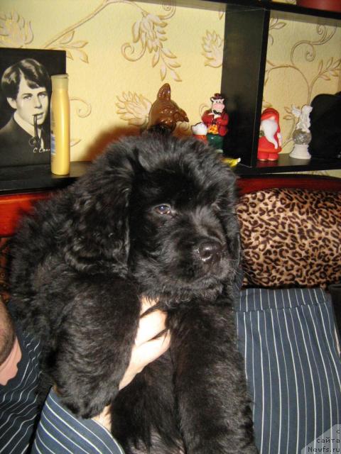 Фото: Владимир Звонарев, ньюфаундленд Ягуар-Хранитель Покоя