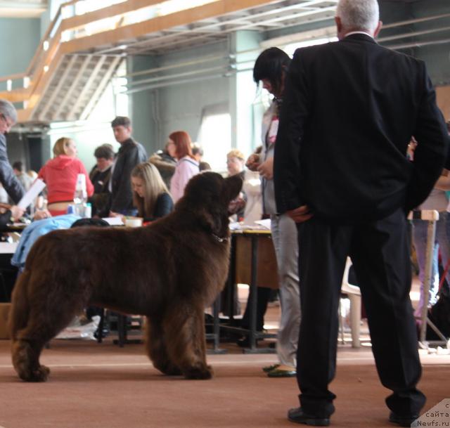 Фото: ньюфаундленд Aetna vom Riesrand