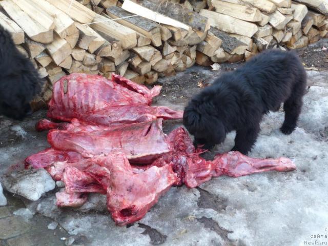 Фото: ньюфаундленд Большая Удача