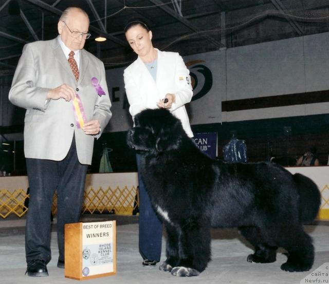 Фото: ньюфаундленд Kodiak Acres Name in Bright Lights