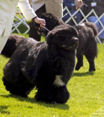 Фото: ньюфаундленд Kodiak Acres Name in Bright Lights