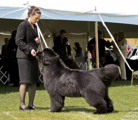 Фото: ньюфаундленд Kodiak Acres Name in Bright Lights