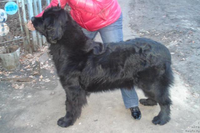 Фото: ньюфаундленд Акватория Келвин Интегра