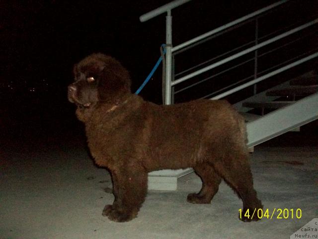 Фото: ньюфаундленд Черный Шарм Амбер Бест Дог ФО Марлеон