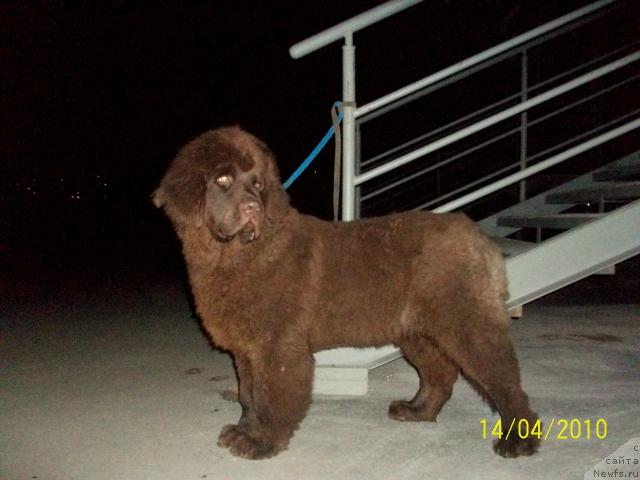 Фото: ньюфаундленд Черный Шарм Амбер Бест Дог ФО Марлеон