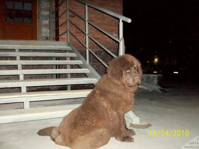 Фото: ньюфаундленд Черный Шарм Амбер Бест Дог ФО Марлеон