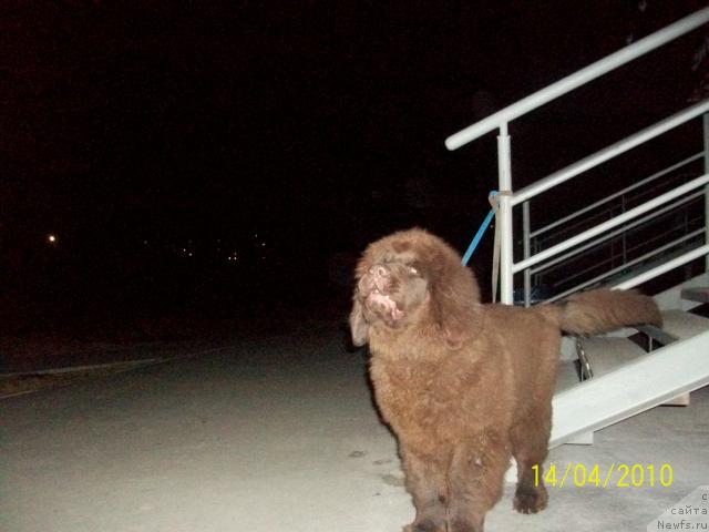 Фото: ньюфаундленд Черный Шарм Амбер Бест Дог ФО Марлеон