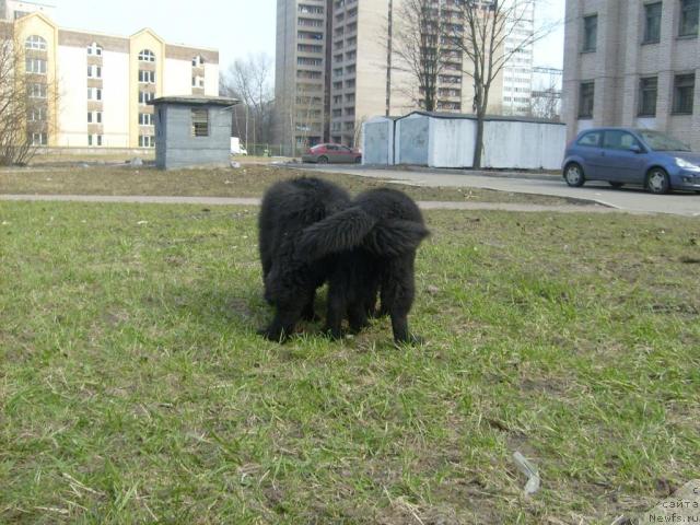 Фото: ньюфаундленд Акватория Келвин Килиманджаро (Aquatoriya Kelvin Kilimandzharo), ньюфаундленд Акватория Келвин Кадриль (Aquatoriya Kelvin Kadril)