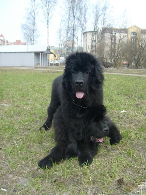 Фото: ньюфаундленд Акватория Келвин Килиманджаро (Aquatoriya Kelvin Kilimandzharo), ньюфаундленд Акватория Келвин Кадриль (Aquatoriya Kelvin Kadril)