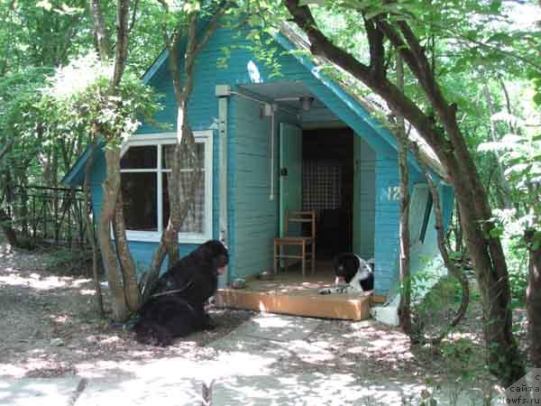 Фото: ньюфаундленд Плюшевая Панда Дениза для Берега Дона (Plushevaya Panda Deniza Dlja  Berega Dona), ньюфаундленд Доджер от Сибирского Медведя (Dodger ot Sibirskogo Medvedja)