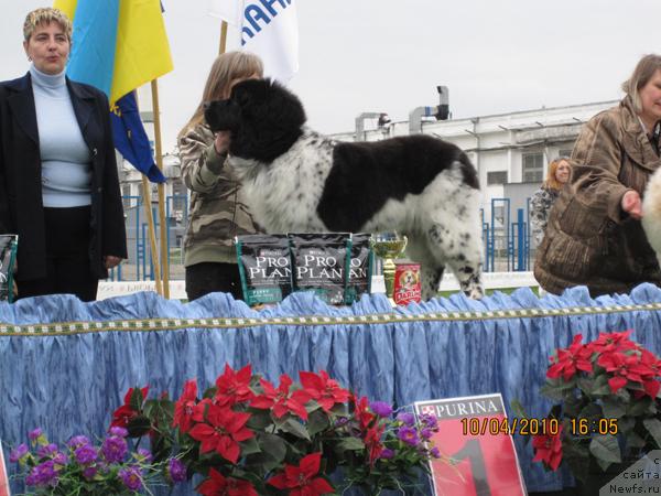 Фото: ньюфаундленд Плюшевая Панда Стиль-Санкт-Петербурга