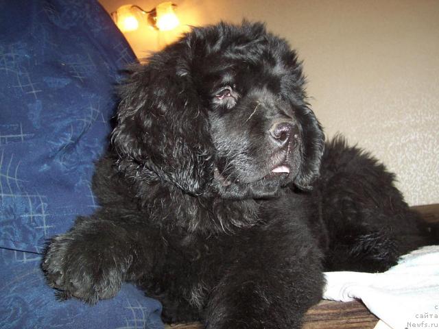 Фото: ньюфаундленд Фанньюф Улетная Девчонка (Funnewf Uletnaya Devchenka)