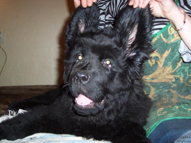 Фото: ньюфаундленд Фанньюф Улетная Девчонка (Funnewf Uletnaya Devchenka)