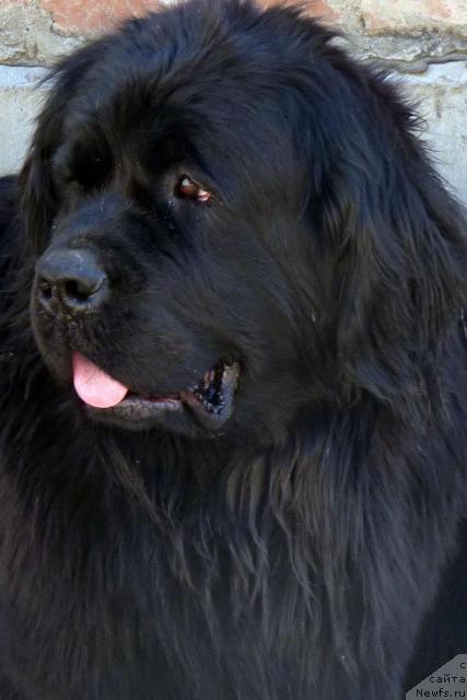 Фото: ньюфаундленд Арх Бьюти От Чары Первая (Arh Beauty Ot Chary Pervaya)