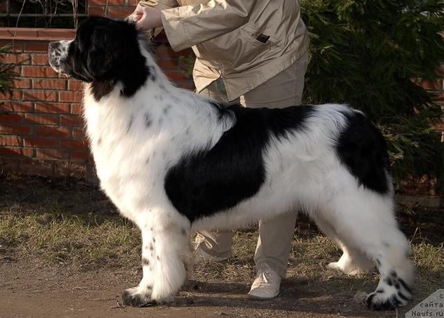 Фото: ньюфаундленд Сент Джонс Парад Планет