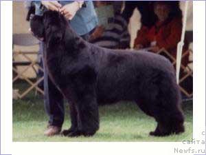 Фото: ньюфаундленд Jubilees You're the Top