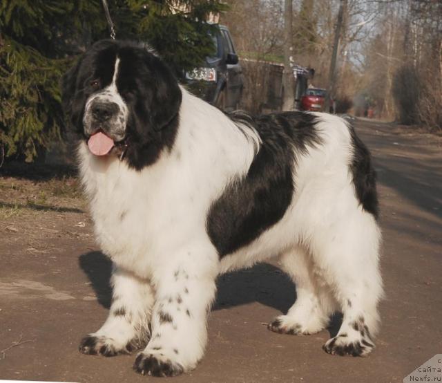 Фото: ньюфаундленд Сент Джонс Парад Планет