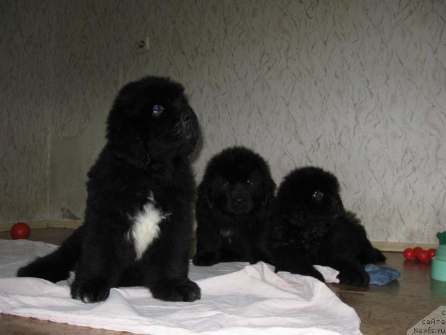 Фото: щенки Мэджи и Зорро