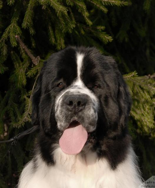 Фото: ньюфаундленд Сент Джонс Парад Планет