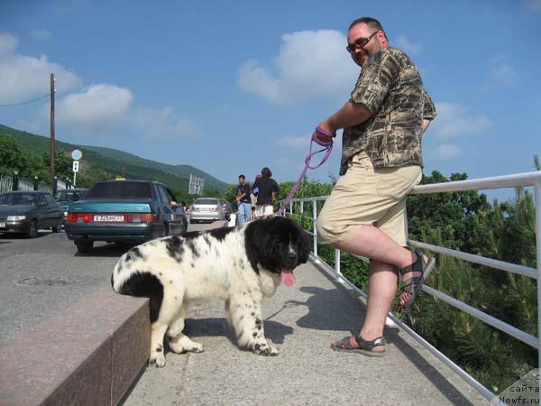 Фото: ньюфаундленд Плюшевая Панда Дениза для Берега Дона (Plushevaya Panda Deniza Dlja  Berega Dona)