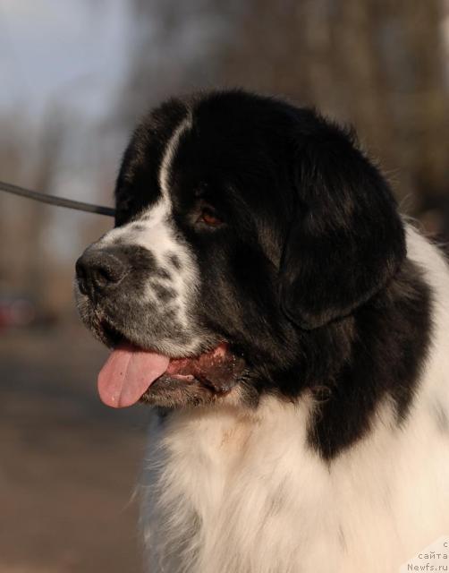 Фото: ньюфаундленд Сент Джонс Парад Планет