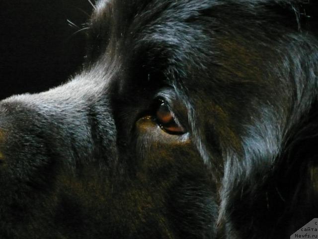 Фото: ньюфаундленд Плюшевая Панда Викар (Plushevaya Panda Vikar)