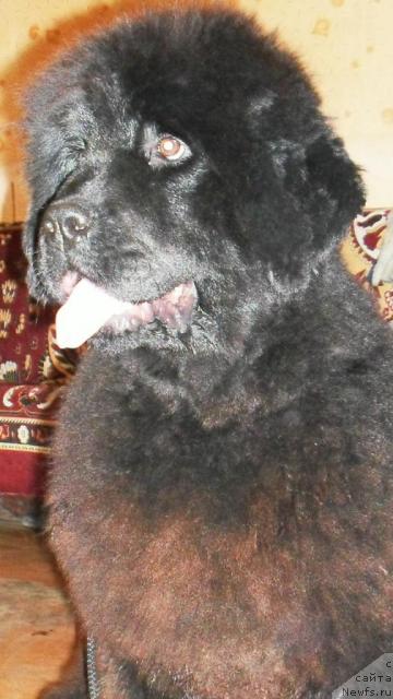 Фото: Блаженство Бархатной Ночи.