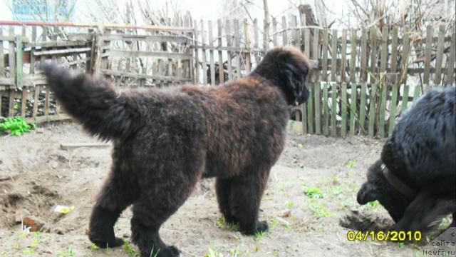 Фото: Блаженство Бархатной Ночи. 7 мес.