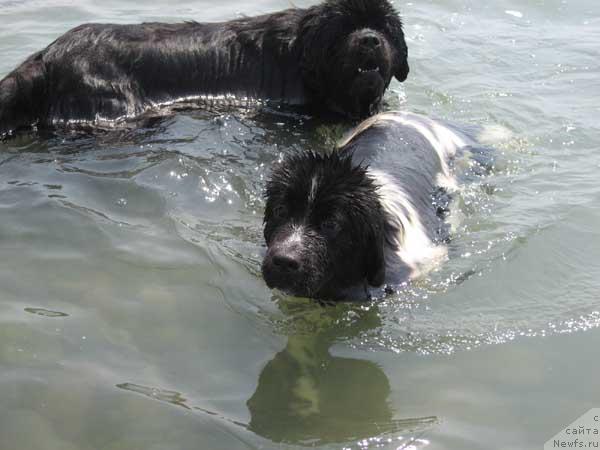 Фото: ньюфаундленд Плюшевая Панда Дениза для Берега Дона (Plushevaya Panda Deniza Dlja  Berega Dona), ньюфаундленд Доджер от Сибирского Медведя (Dodger ot Sibirskogo Medvedja)