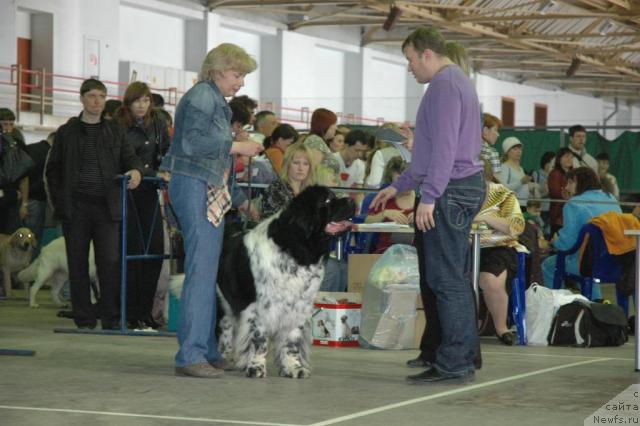 Фото: ньюфаундленд Плюшевая Панда Диланд (Plushevaya Panda Diland)