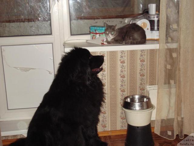 Фото: ньюфаундленд Ньюфорт Лия Обаятельная Крошка