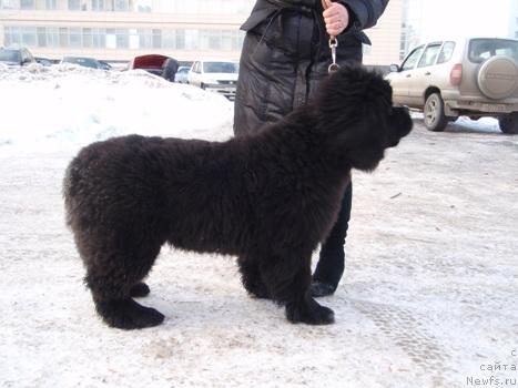 Фото: ньюфаундленд Ньюфорт Млечный Путь