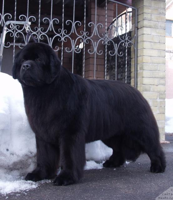 Фото: ньюфаундленд Красавица Тома из Племени Кедра (Krasavitsa Toma iz Plemeni Kedra)