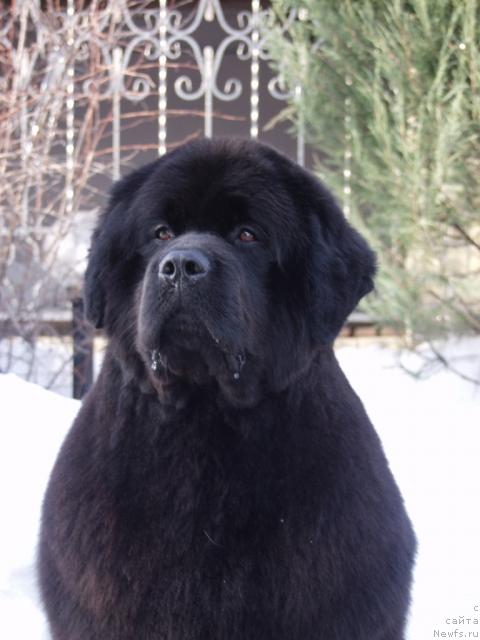 Фото: ньюфаундленд Красавица Тома из Племени Кедра (Krasavitsa Toma iz Plemeni Kedra)