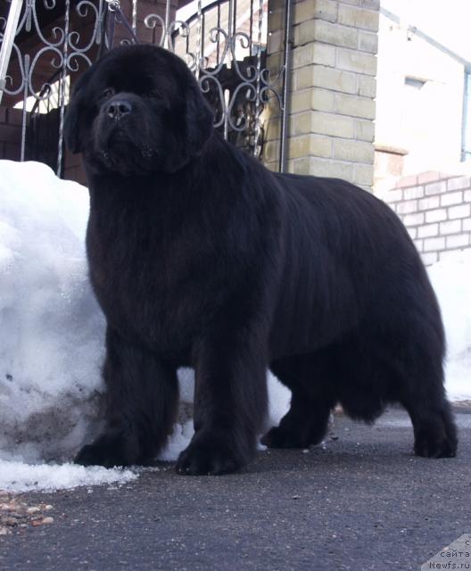 Фото: ньюфаундленд Красавица Тома из Племени Кедра (Krasavitsa Toma iz Plemeni Kedra)