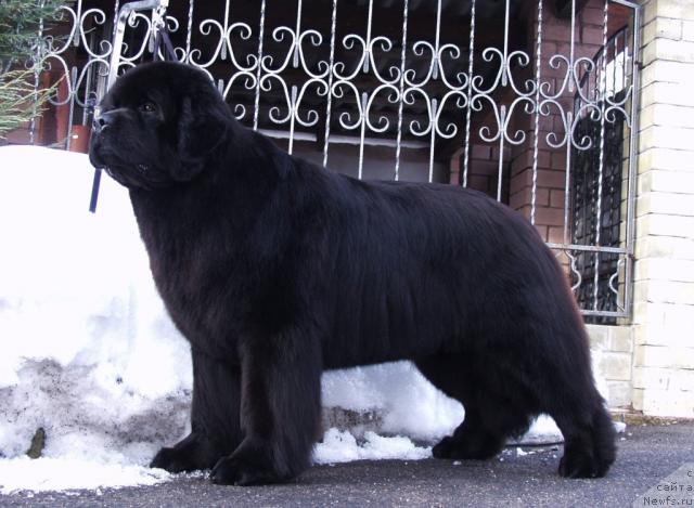 Фото: ньюфаундленд Красавица Тома из Племени Кедра (Krasavitsa Toma iz Plemeni Kedra)