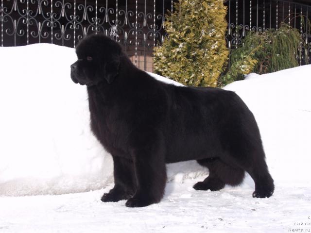 Фото: ньюфаундленд Bethefirst Lady iz Volotova