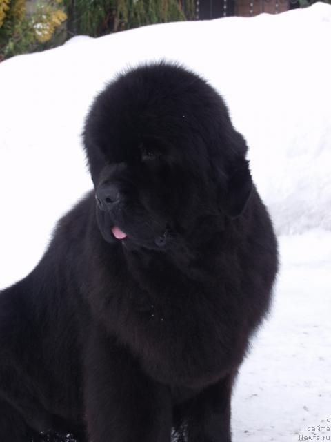 Фото: ньюфаундленд Bethefirst Lady iz Volotova