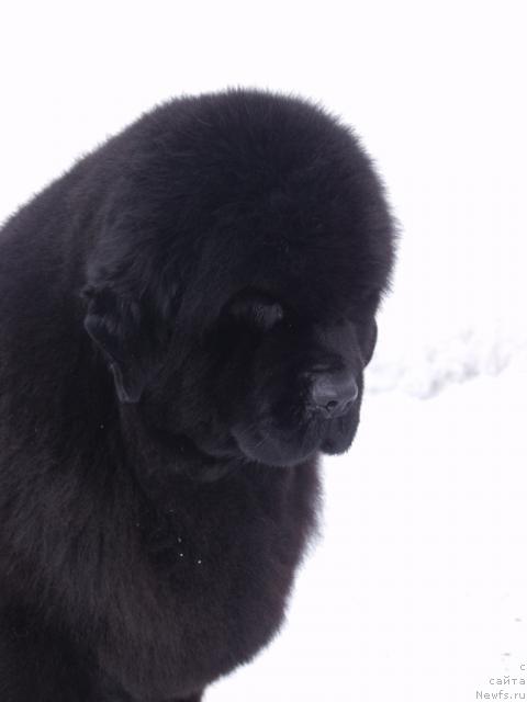 Фото: ньюфаундленд Bethefirst Lady iz Volotova