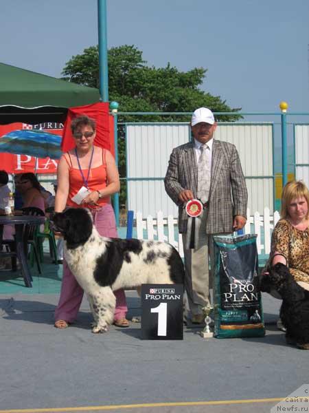 Фото: ньюфаундленд Плюшевая Панда Дениза для Берега Дона (Plushevaya Panda Deniza Dlja  Berega Dona)